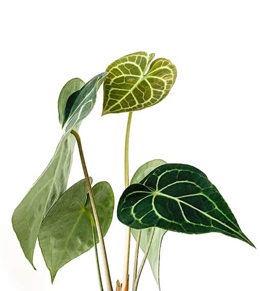 anthurium clarinervium young leaf