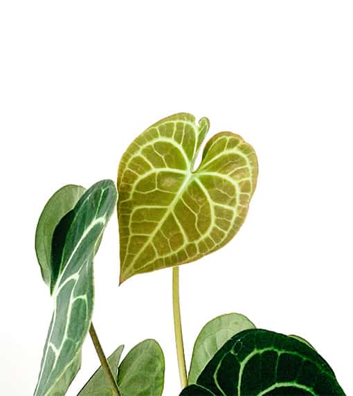 anthurium clarinervium young leaf