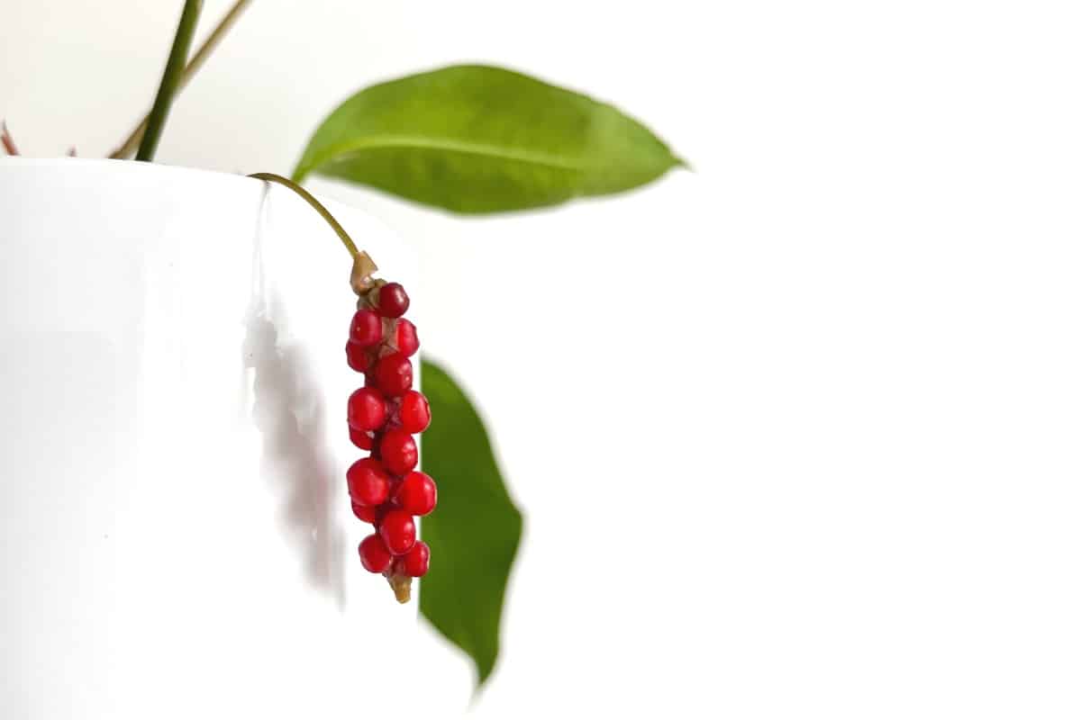 anthurium gracile berries