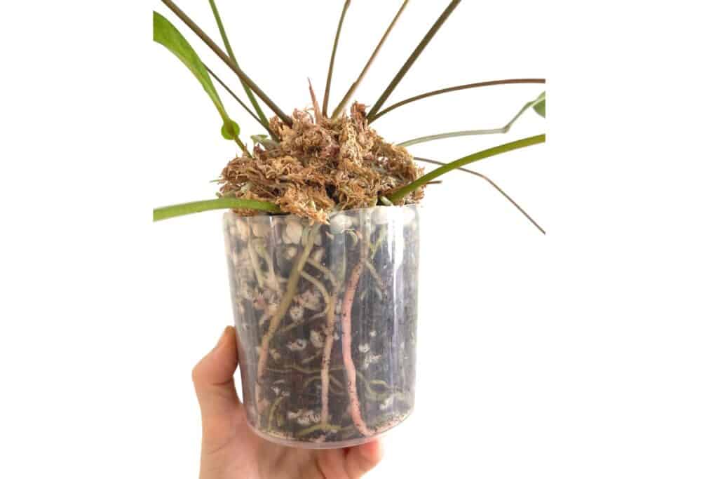 anthurium gracile roots