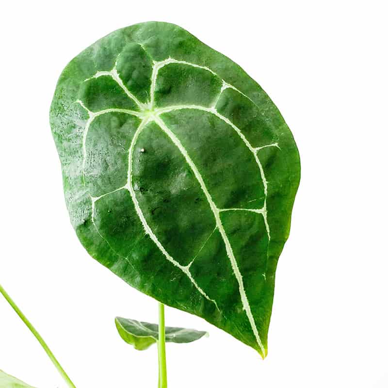 Anthurium forgetii leaf no sinus