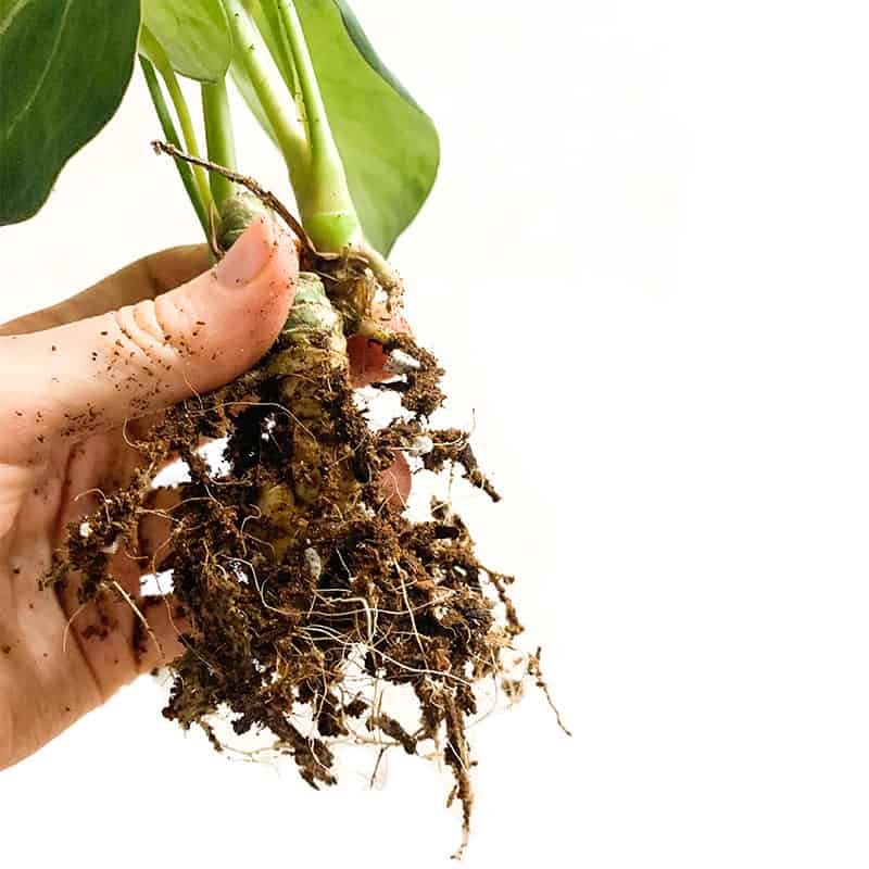 anthurium forgetii dead roots
