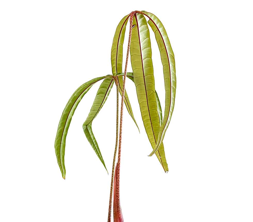 loài anthurium cutucuense