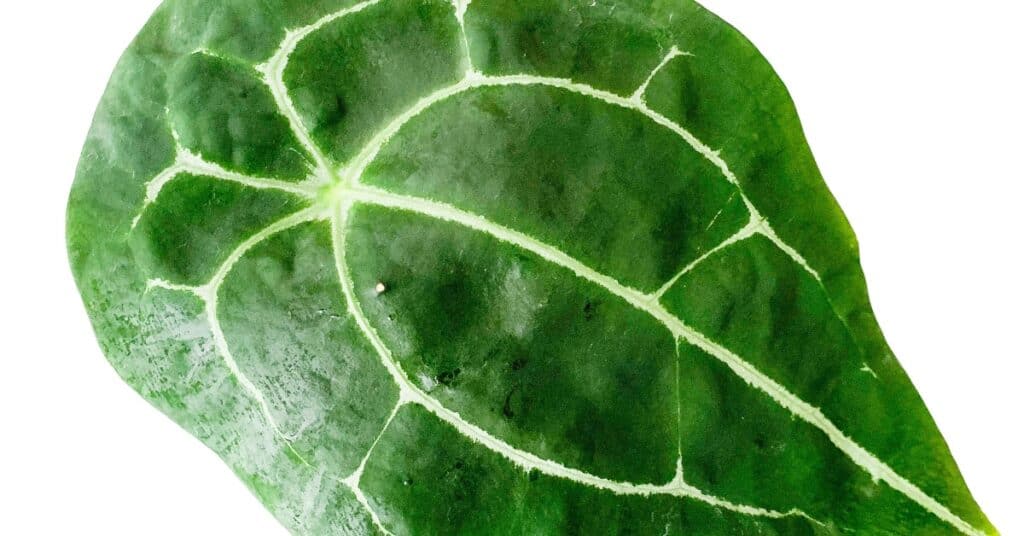 anthurium forgetii leaf