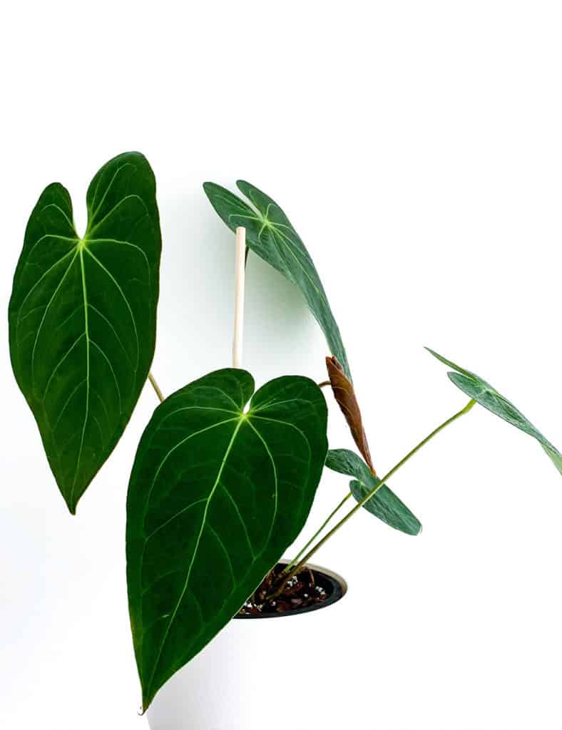 【日本製即納】【珍希少】Anthurium magnificum hybrid 丸葉タイプ その他観葉植物