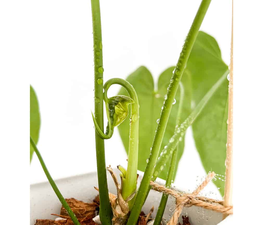 một loài Anthurium balaoanum quý hiếm