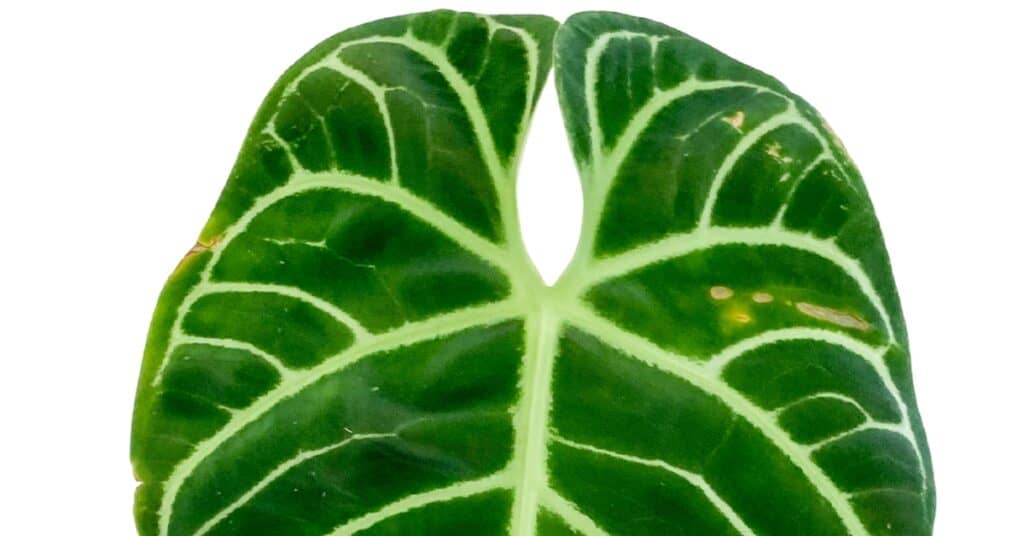 anthurium regale leaf