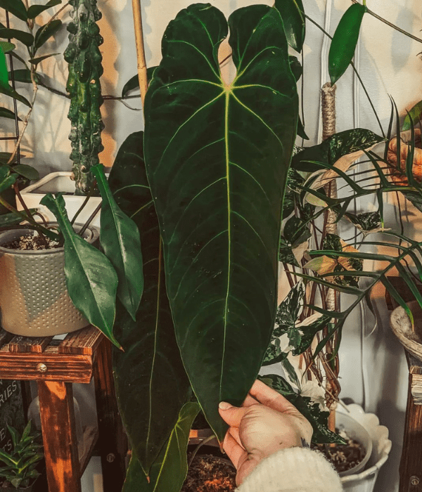 Anthurium warocqueanum x marmoratum