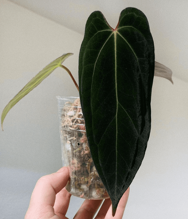anthurium warocqueanum x papillilaminum