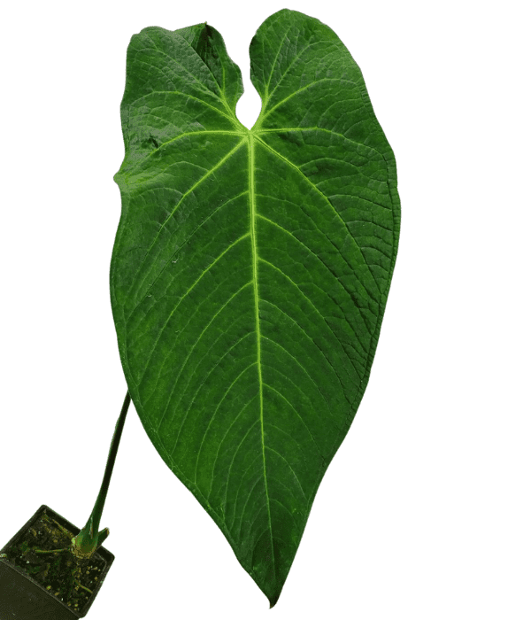 Anthurium warocqueanum x rugulosum