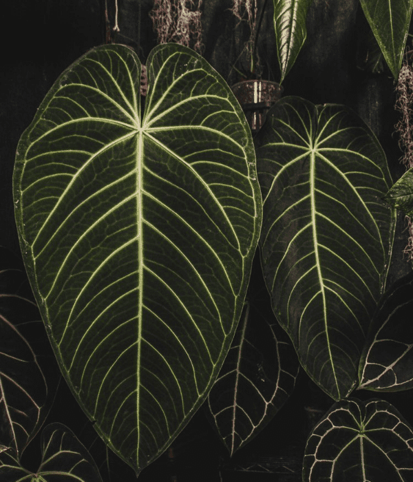 Anthurium warocqueanum x waterburyanum