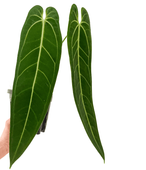 anthurium warocqueanum narrow