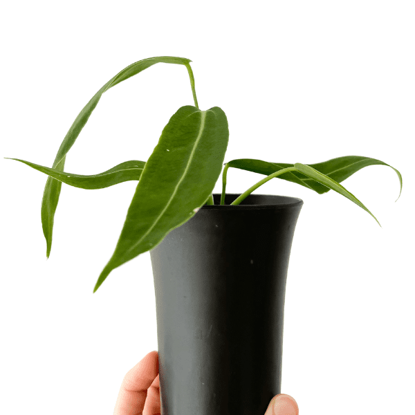 anthurium waroqueanum seedling