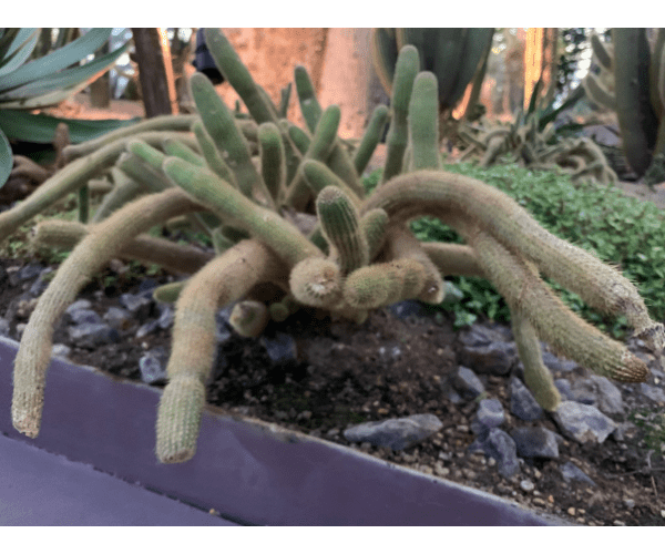 rude looking penis cactus mammillaria spinossima
