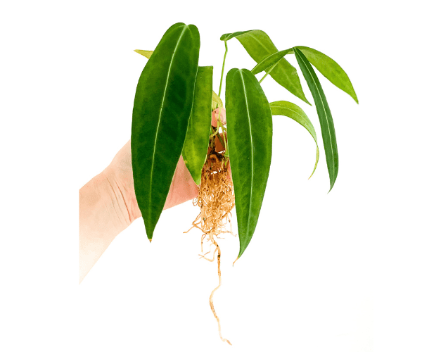 queen anthurium warocqueanum import