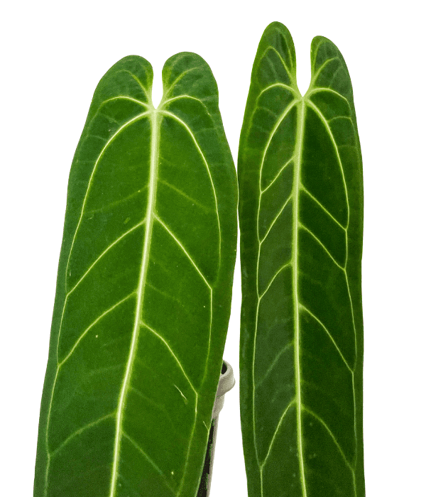 queen anthurium warocqueanum leaves