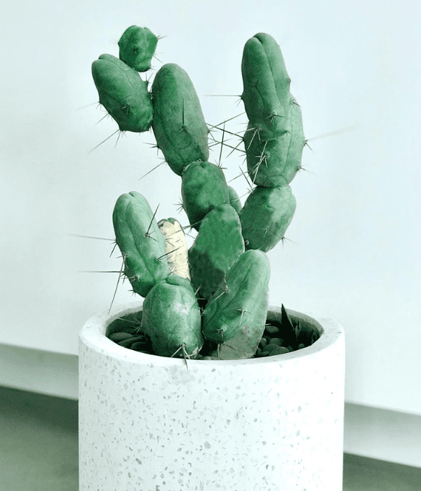 rude looking trichocereus bridgesii penis cactus