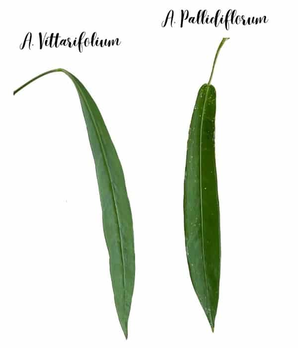 vittarifolium vs pallidiflorum
