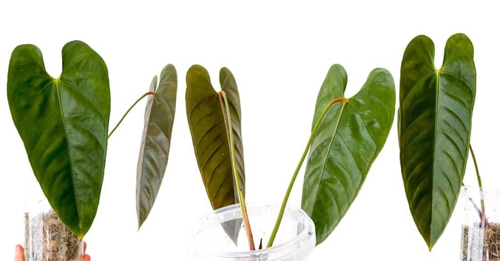 Anthurium recavum leaf
