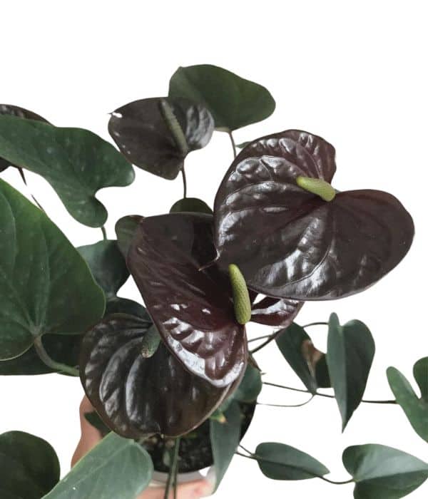 Anthurium black love