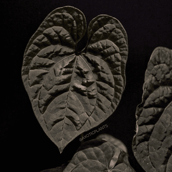Anthurium forgetii x luxurians hybrid