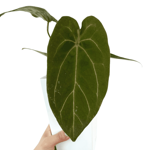Anthurium forgetii x papillilaminum hybrid