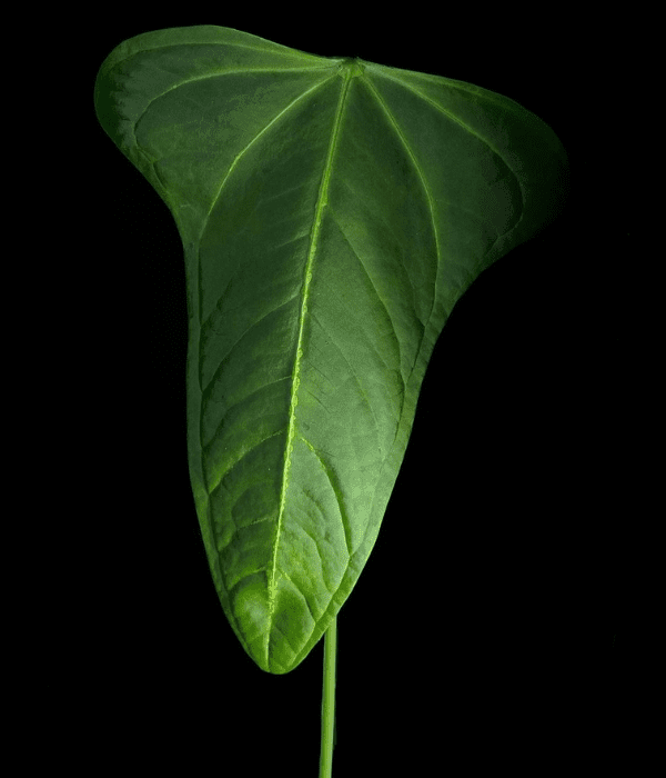 Anthurium magnificum x moronense hybrid