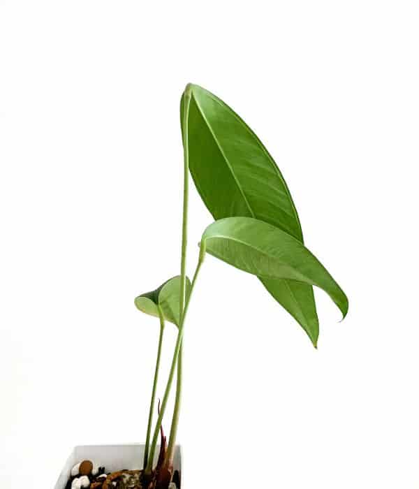 Anthurium microphyllum leaves