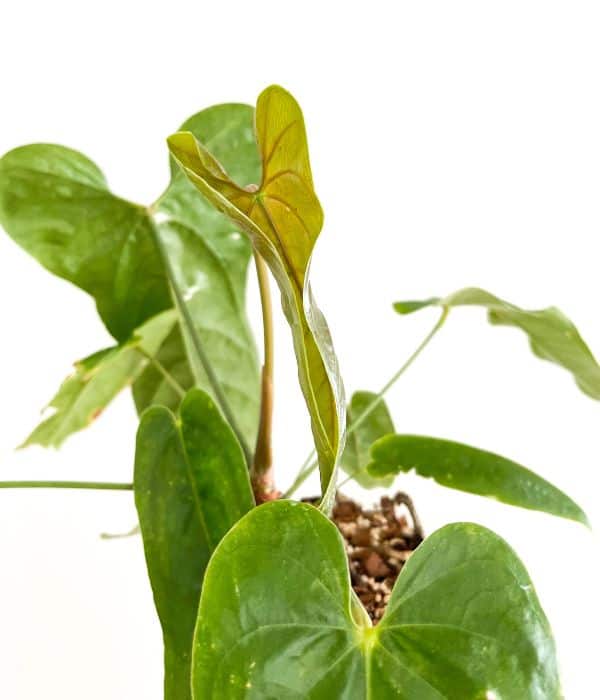 anthurium bullatus new leaf