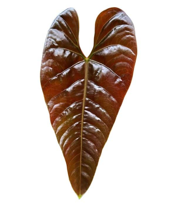 anthurium recavum x magnificum hybrid