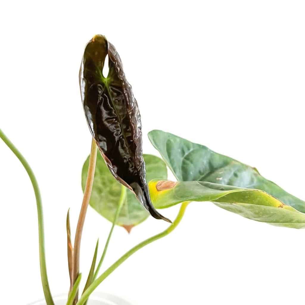 black anthurium calense