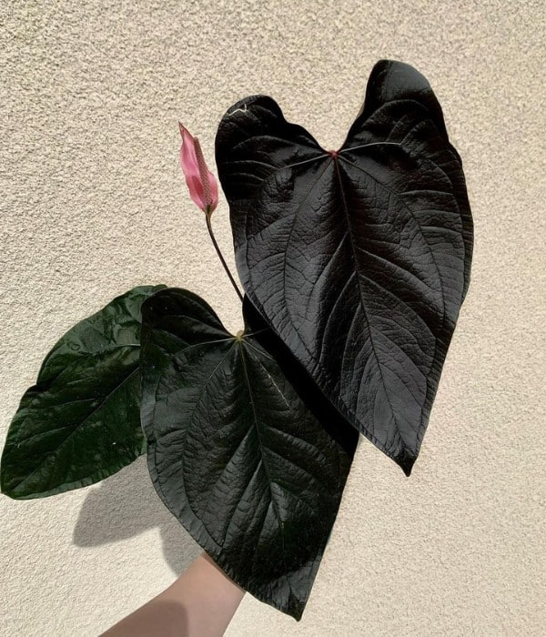 queen of hearts black anthurium