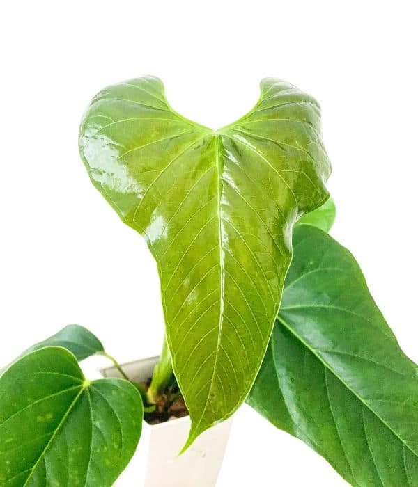 anthurium effusilobum leaf