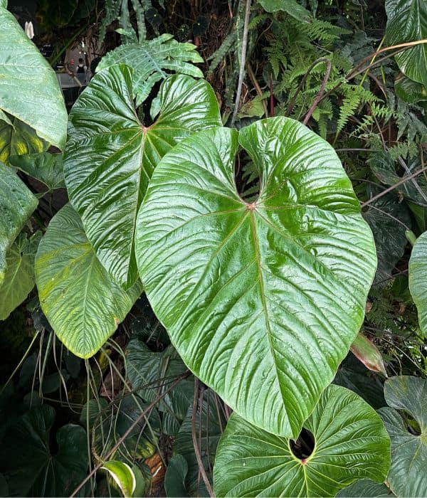 anthurium cupulispathum large leaf