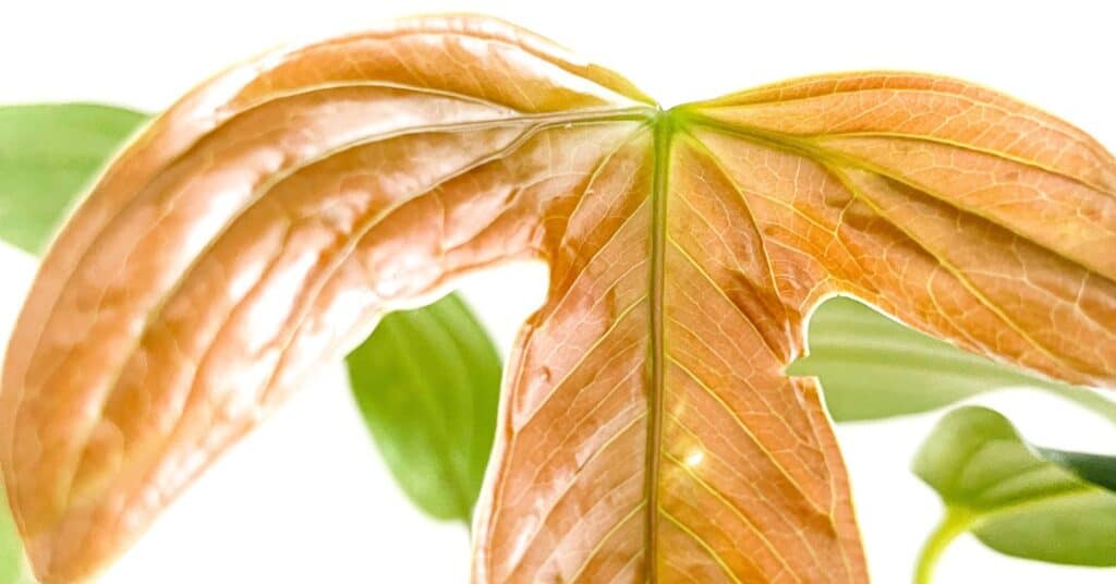 Anthurium moronense new leaf