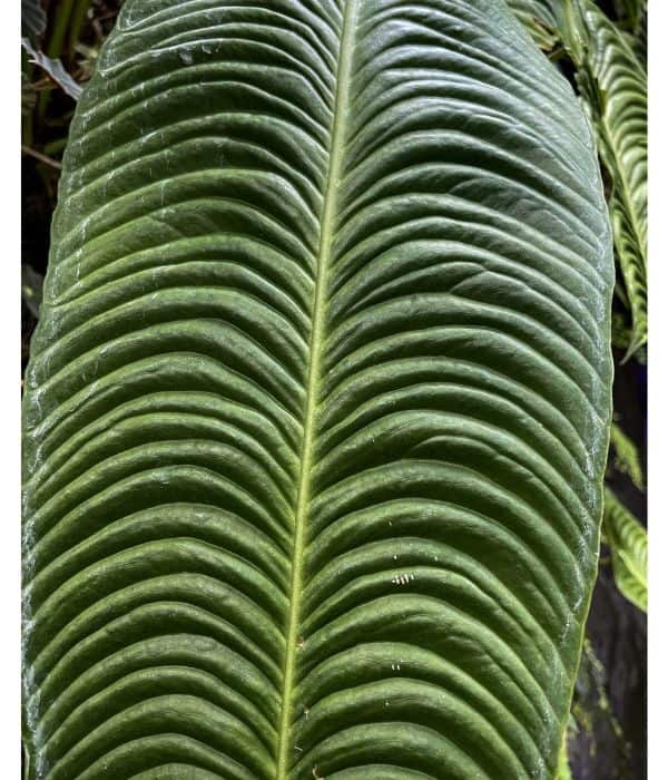 anthurium veitchii leaf structure