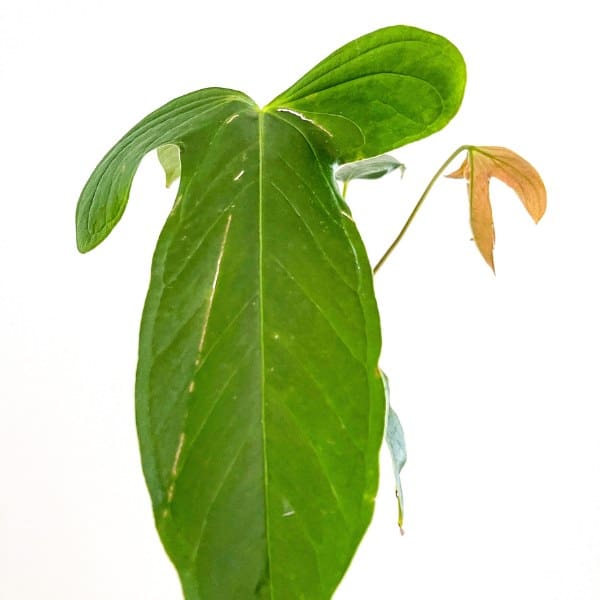 anhurium moronense mature leaf