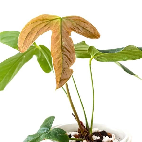 anthurium moronense leaf