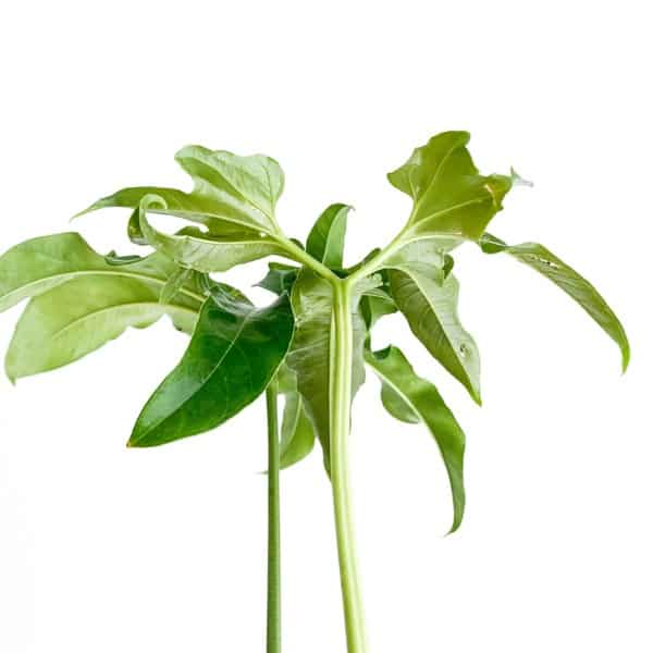anthurium pedatum abaxial leaves