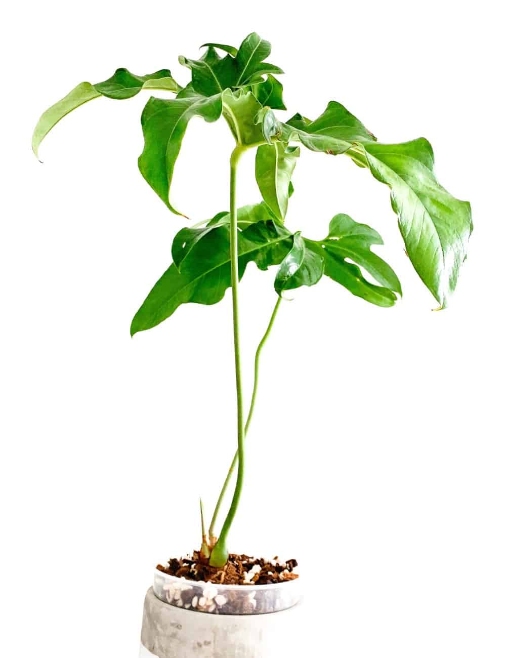 anthurium pedatum unique leaf shape