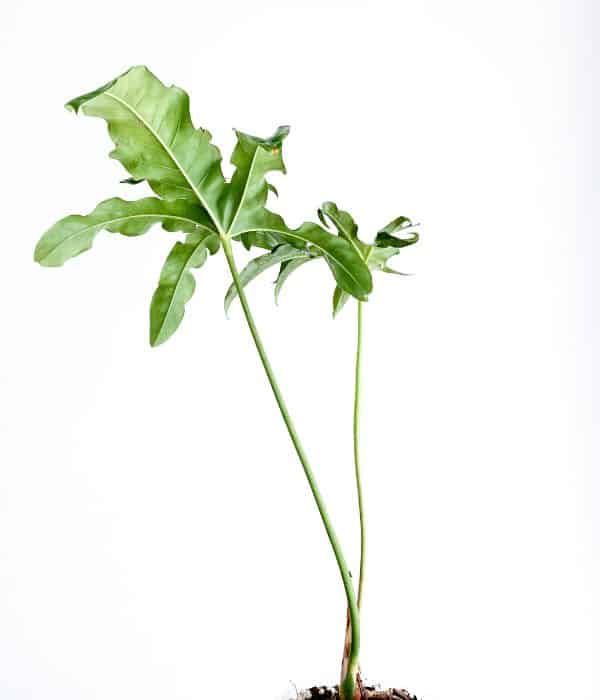 anthurium pedatum unusual leaves