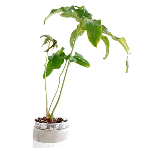 anthurium pedatum new leaf