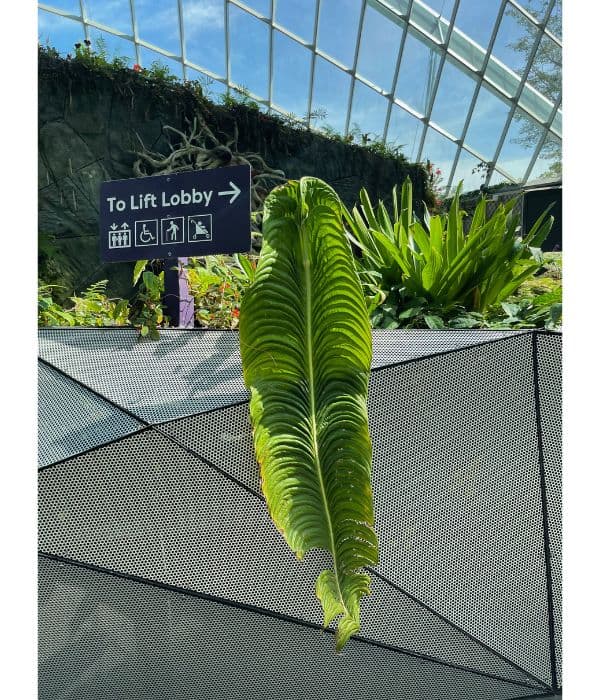 king anthurium light requirements are higher