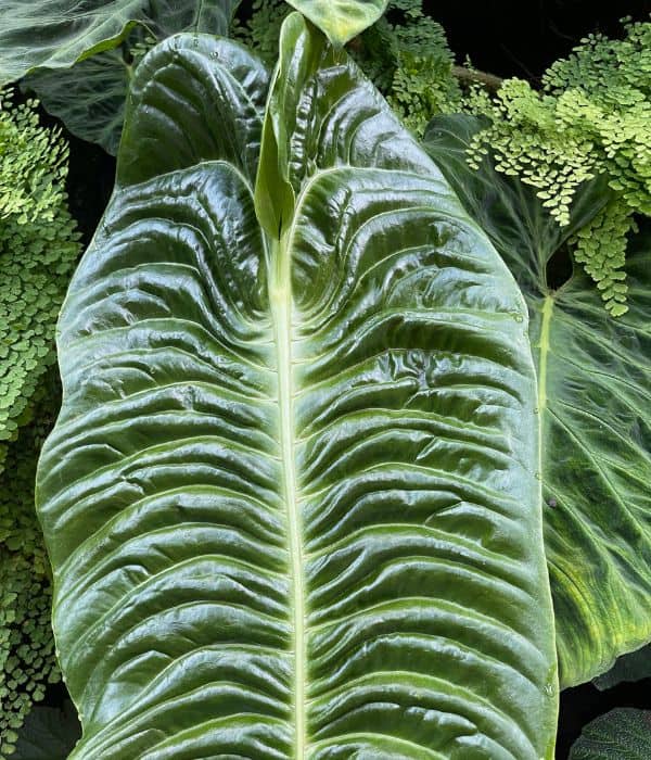 anthurium veitchii ribbed leaf structure