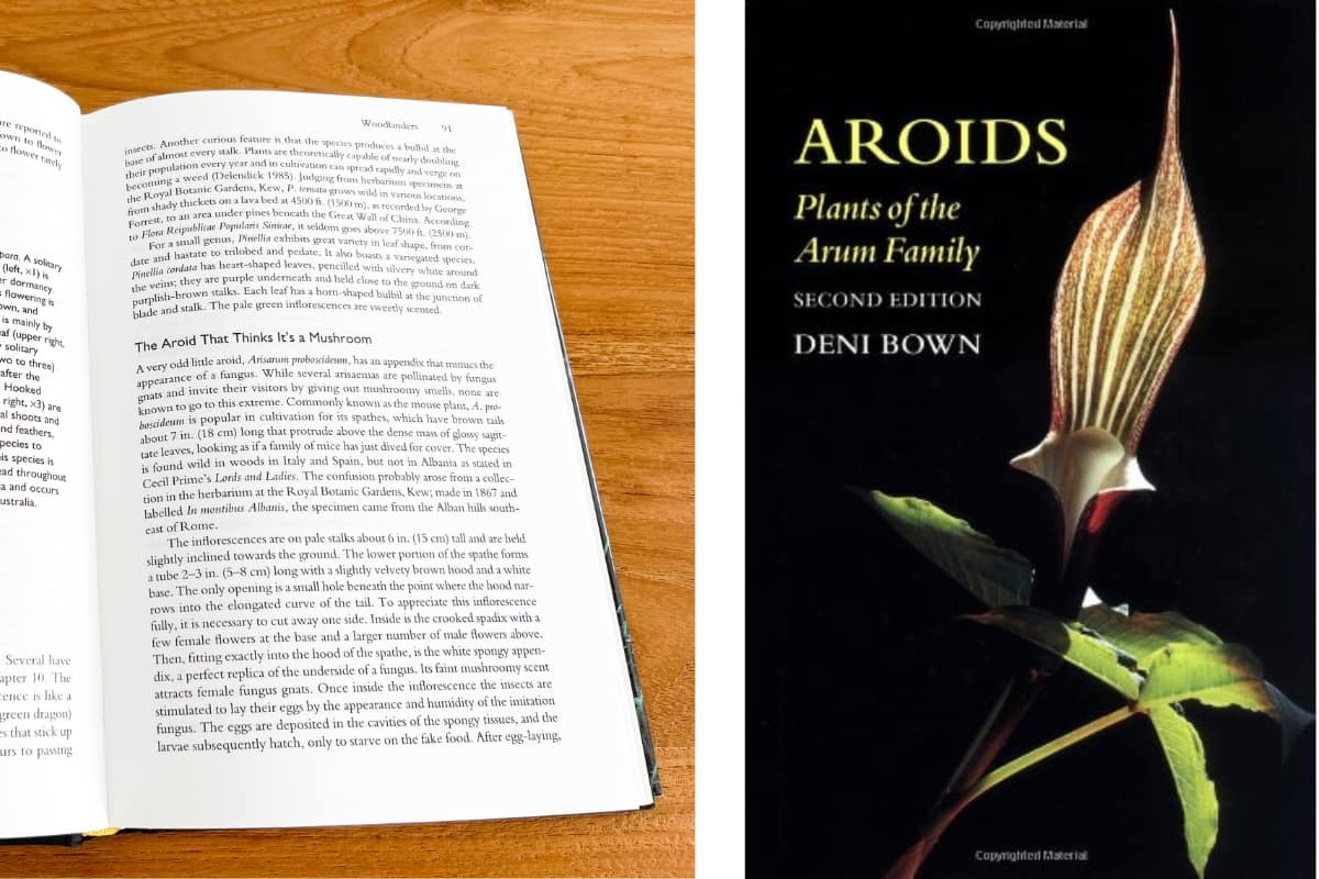 aroids deni bown book