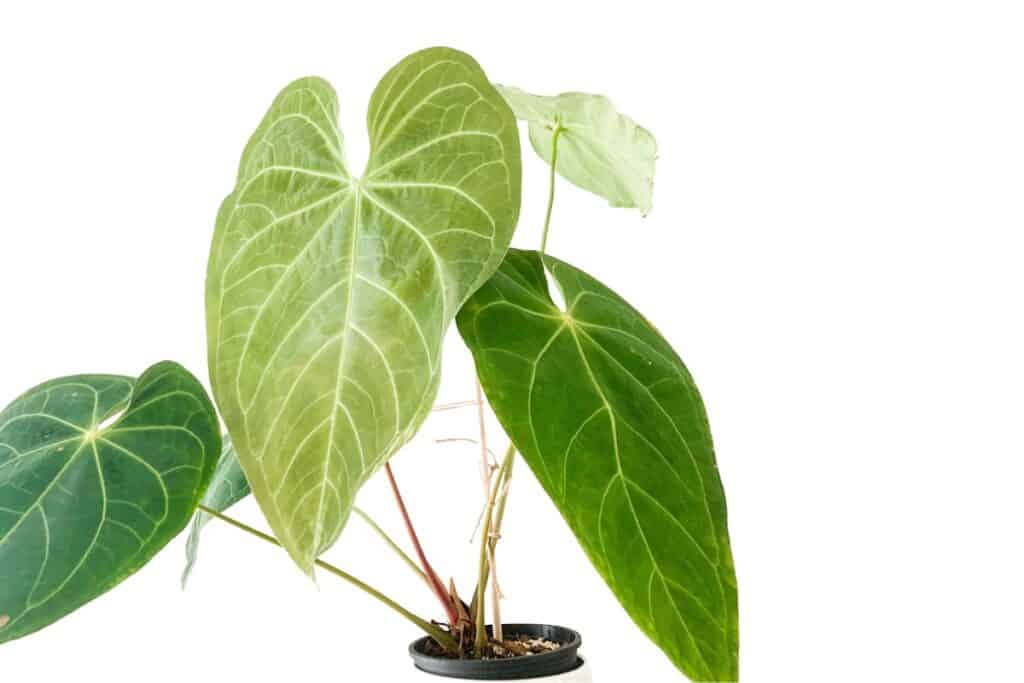 how to water anthurium