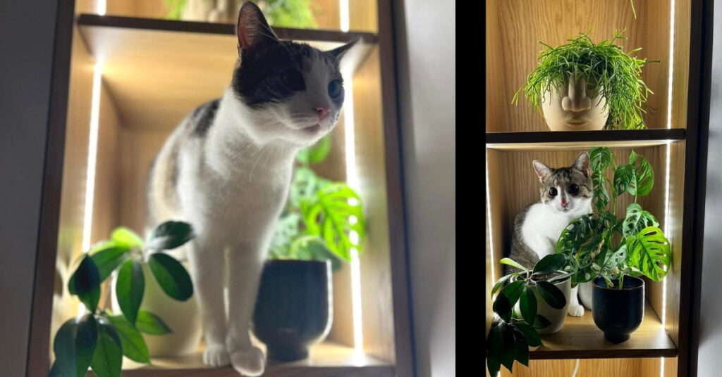 anthurium toxic to cats