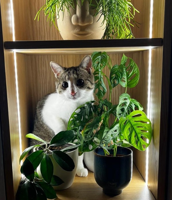 cat among plants