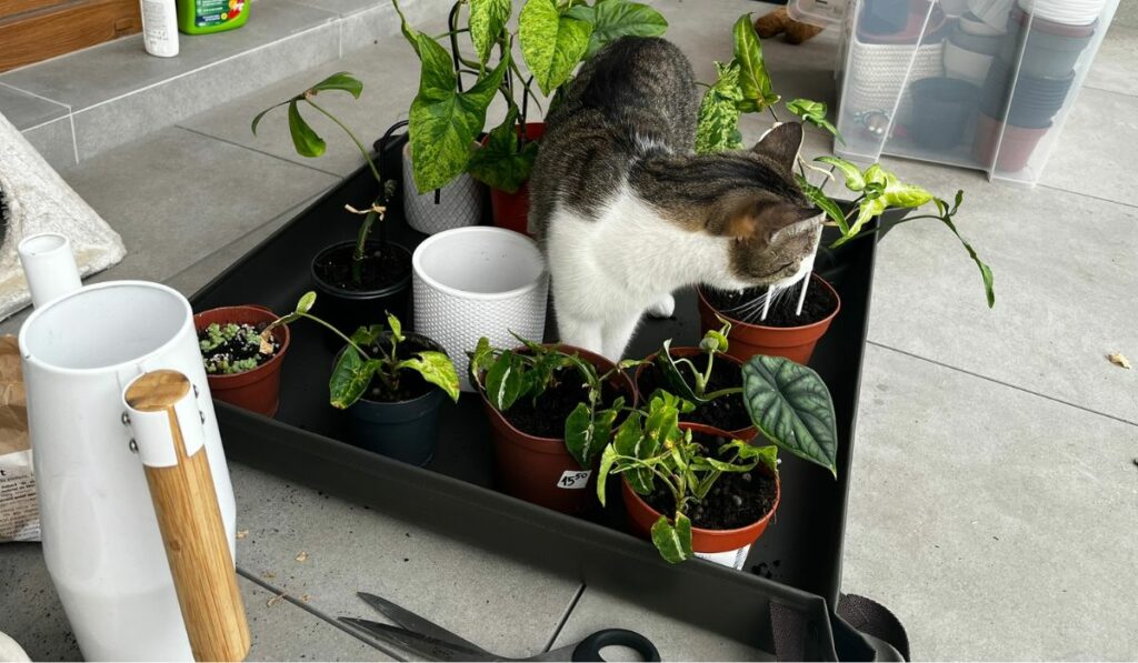 plants poisonous to cats