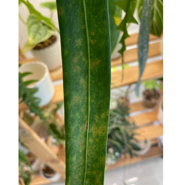 disease on anthurium leaves